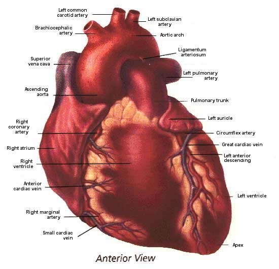 anterior