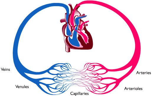 circulation